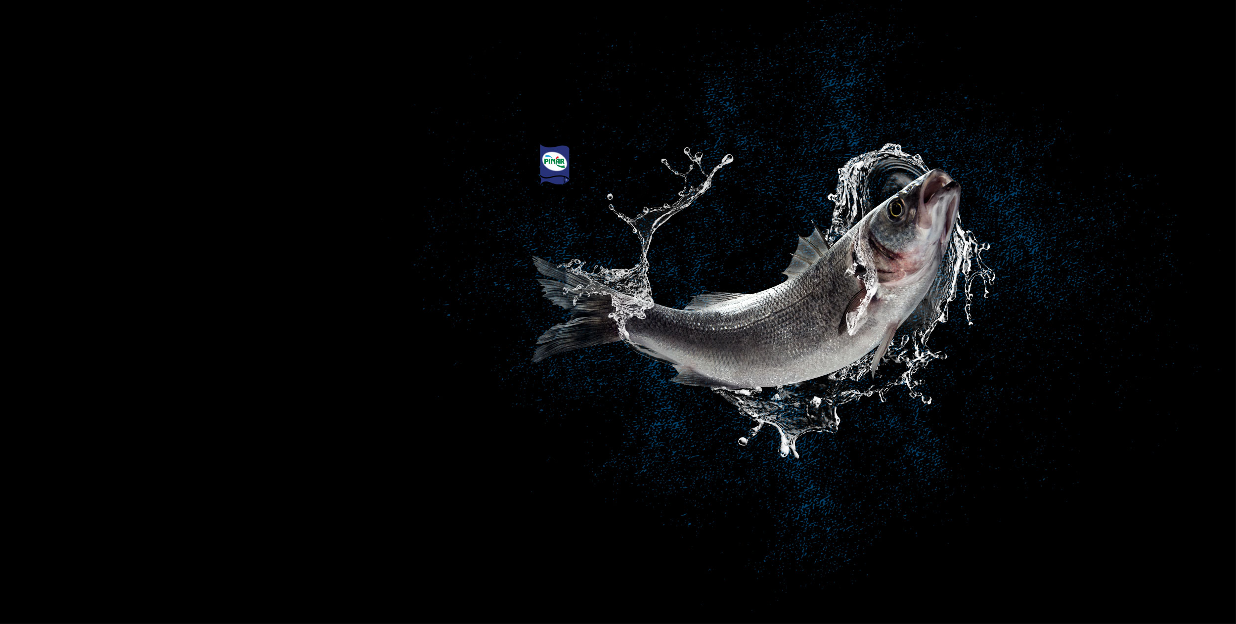 pınar fish creative design