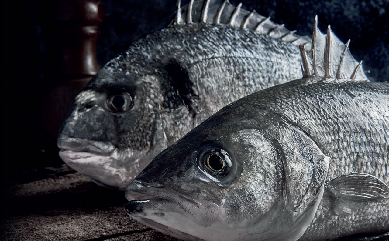 Pınar Balık için hazırlanan tasarım projesi - SALT Kreatif.