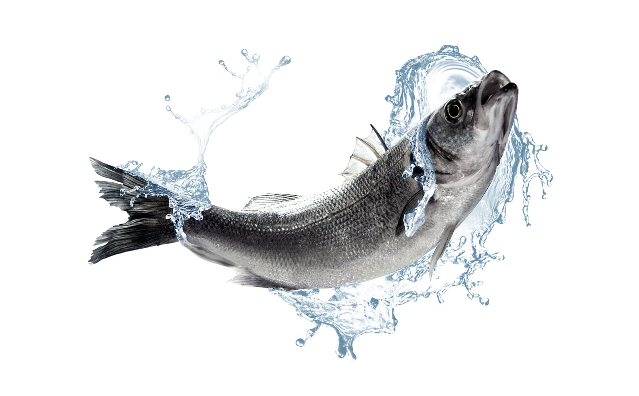 Pınar Balık için hazırlanan tasarım projesi - SALT Kreatif.