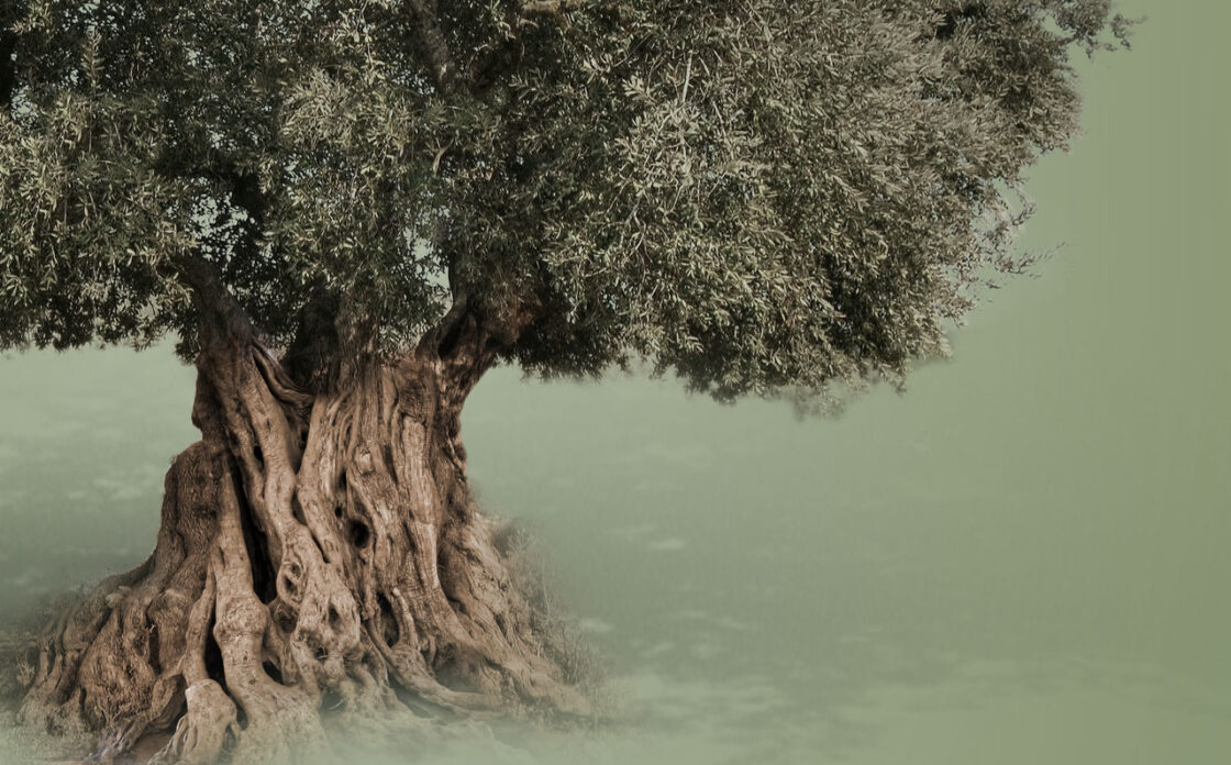 TARIS – FROM LIVING MEMORIES TO FUTURE LEGACIES